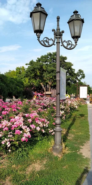 Odessa Ucrania Junio 2019 Son Rosales Florecientes Una Antigua Linterna —  Fotos de Stock