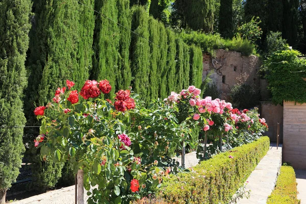 Granada Spagna Maggio 2017 Questi Sono Cespugli Rose Nei Giardini — Foto Stock