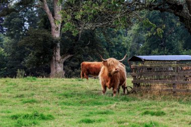 Burası uzun boynuzları ve uzun dalgalı saçları olan İskoç inekleri olan bir çiftlik..