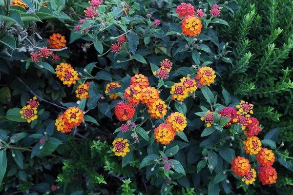 Lantana Bush Blooming Multicolor Inflorescences — Stock Photo, Image