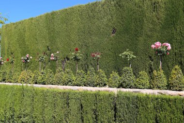 Granada, İspanya - 20 Mayıs 2017: Bunlar, Granada Emirlikleri 'nin eski banliyösü olan Generalife Gardens' taki gül çalıları.