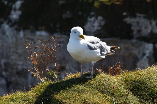 Seagull Sits Sits Edge Coastal Cliff — Stock Photo, Image