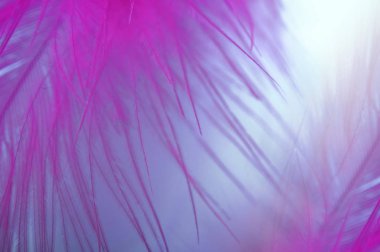 Arka plan. Bir parça tüy ve aşağı bir mavi pembe paletinde.