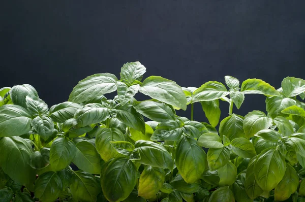 Stems with leaves of young basil on a dark background. Isolated object. Place for text — Stock Photo, Image
