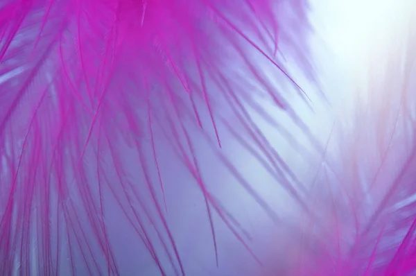 Abstracte achtergrond. Fragmenten van veren en neer in een blauw roze palet. — Stockfoto