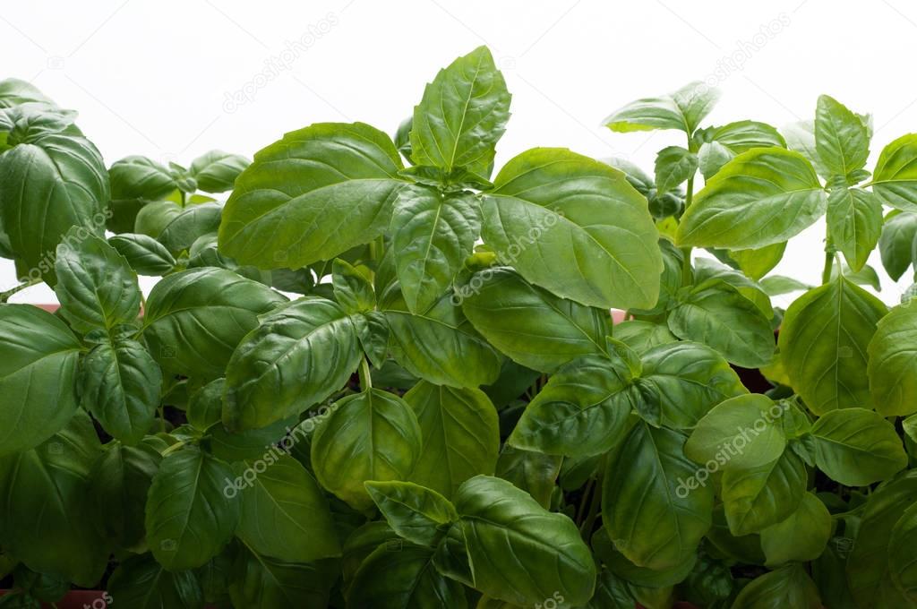 Stems with leaves of young basil on a white background. Isolated object. Place for text