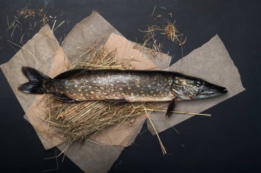 Parşömen kağıtları, siyah arka plan üzerinde çiğ balık (pike).