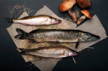 (Pike ve pikeperch) çiğ balık bir üzerine parşömen kağıt üzerinde siyah arka plan... Metin için yer