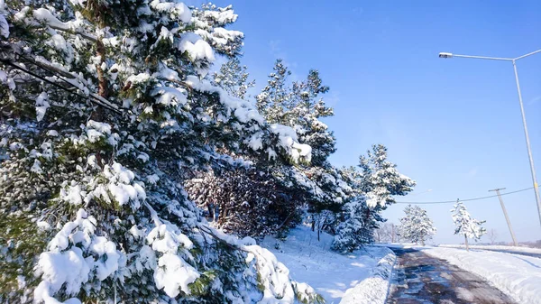 雪の生活の中で — ストック写真