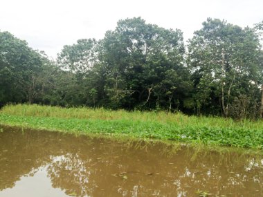 Brezilya'da Amazon Nehri 