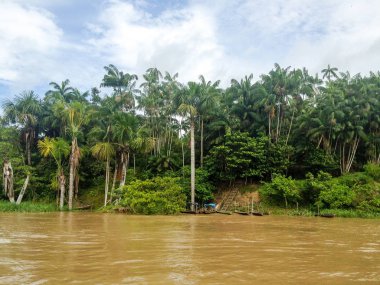 Brezilya'da Amazon Nehri 