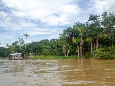 Brezilya'da Amazon Nehri 