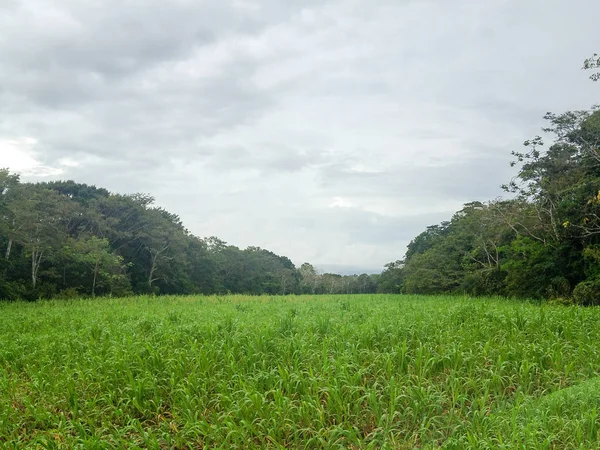 Амазонка Бразилии — стоковое фото