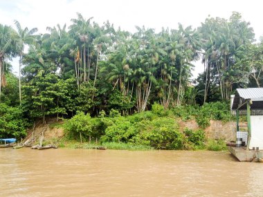 Brezilya'da Amazon Nehri 