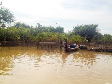 Combodia culter ve yaşam