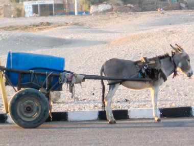 Lüks Mısır 'daki karnak tapınağı 