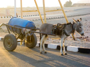 Lüks Mısır 'daki karnak tapınağı 
