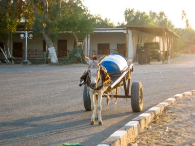 Lüks Mısır 'daki karnak tapınağı 