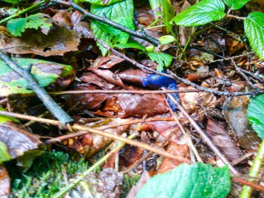 Ukrayna 'daki Karpat Dağları