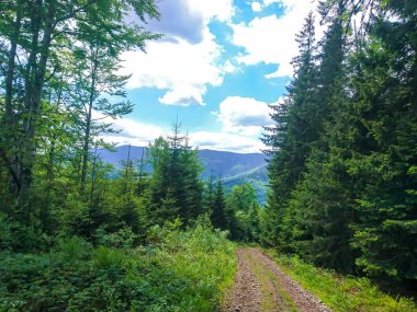 Ukrayna 'daki Karpat Dağları