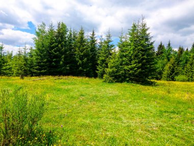 Ukrayna 'daki Karpat Dağları