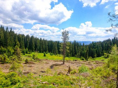 Ukrayna 'daki Karpat Dağları
