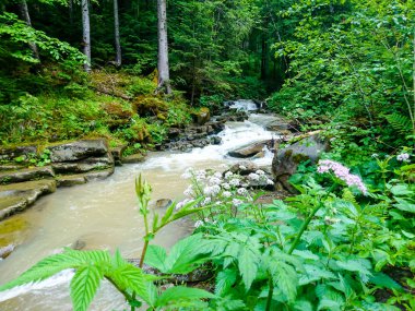 Ukrayna 'daki Karpat Dağları.