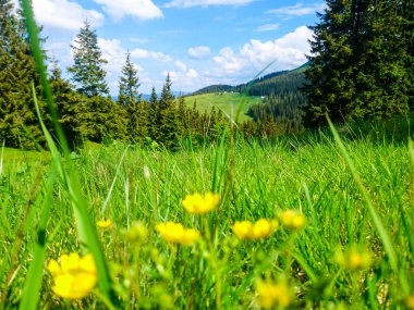 Ukrayna 'daki Karpat Dağları.