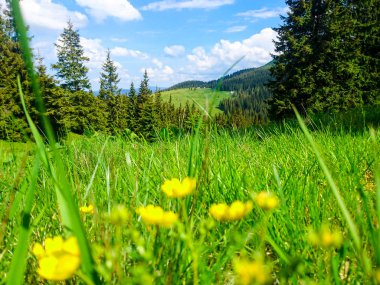 Ukrayna 'daki Karpat Dağları.