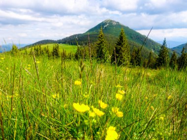 Ukrayna 'daki Karpat Dağları.