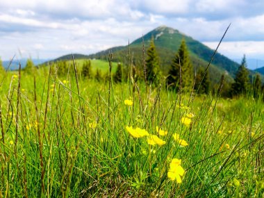 Ukrayna 'daki Karpat Dağları.