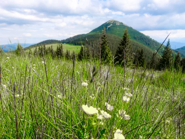 Ukrayna Daki Karpat Dağları — Stok fotoğraf