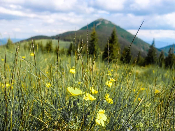 Ukrayna Daki Karpat Dağları — Stok fotoğraf