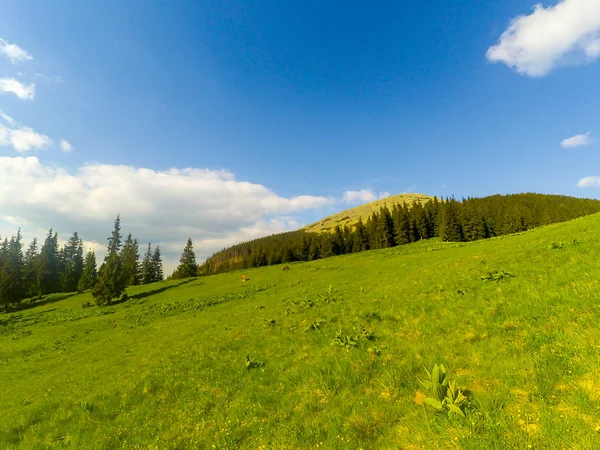 Montanhas Cárpatas Ucrânia — Fotografia de Stock