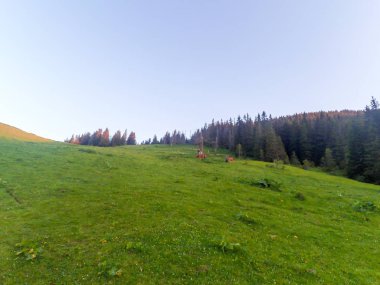 Ukrayna 'daki Karpat Dağları.