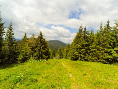 Ukrayna 'daki Karpat Dağları.