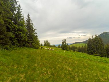 Ukrayna 'daki Karpat Dağları