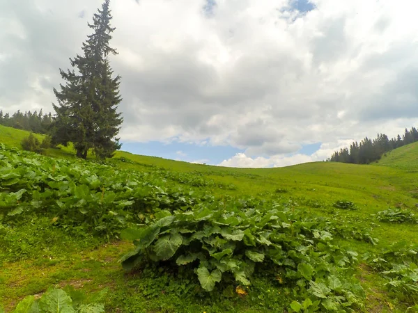 Карпатські Гори Україні — стокове фото