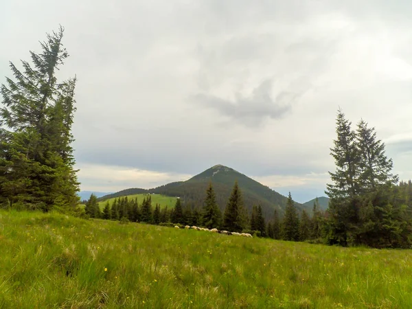 Karpaty Ukrainie — Zdjęcie stockowe