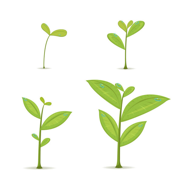 Plant Green Leaf Grow Set Vector