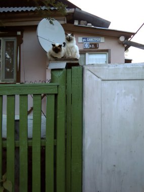 İki Pers kedisi bir direkte oturuyor ve yoldan geçenleri seyrediyor..