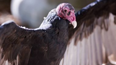 turkey vulture portrait  clipart