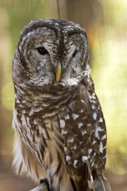 çizgili baykuş portre 