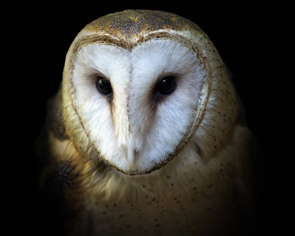 Barn owl close-up — Stock Photo, Image