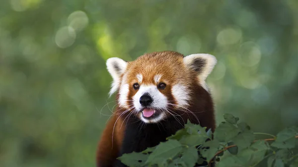 Porträt des Roten Pandas in Großaufnahme — Stockfoto
