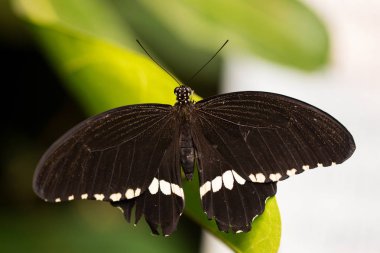 bir yaprak siyah kelebeği