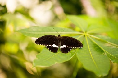 bir yaprak siyah kelebeği
