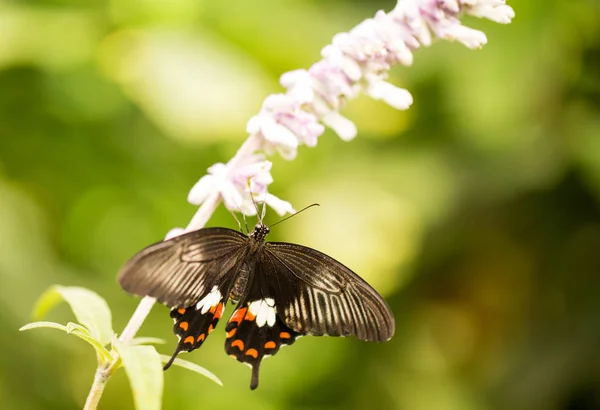 Borboleta colorida em uma flor — Fotografia de Stock