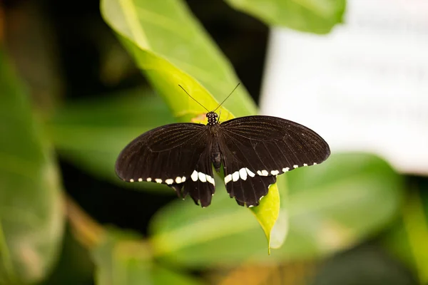 Borboleta preta em uma folha — Fotografia de Stock