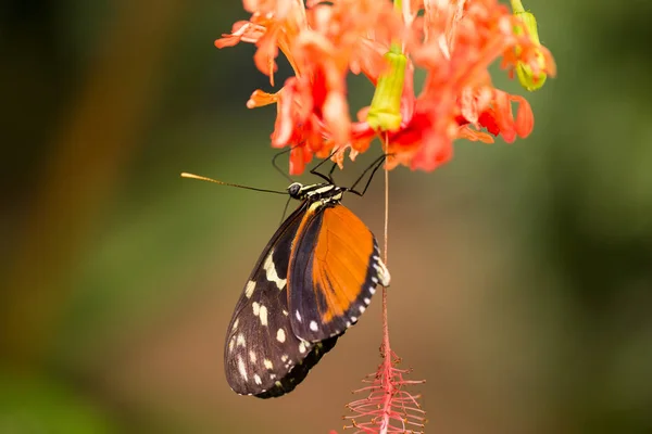 Borboleta monarca em flor — Fotografia de Stock